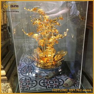Chậu hoa lan bằng động đựng hộp mica tinh xảo